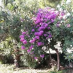 Lejlighed Sabina Omiš